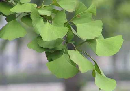 Ginkgo (Ginkgo biloba)