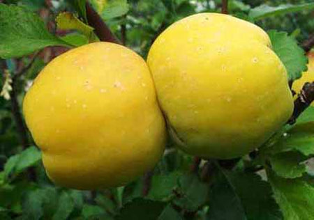 Quinces