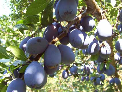 Plums, European (Prunus domestica)