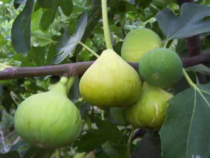 Figs (Ficus carica)