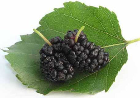 Mulberries