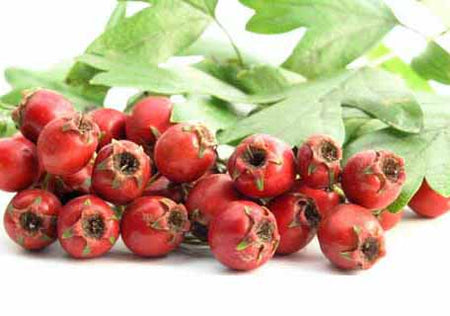 Hawthorne (Crataegus Species)