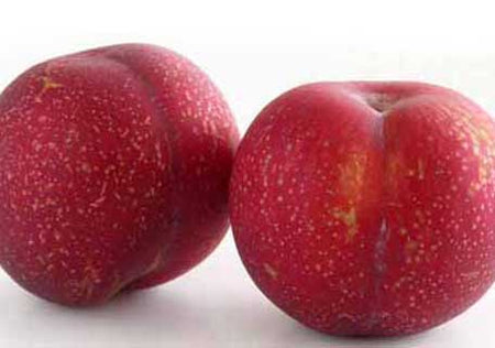 Plums, Japanese