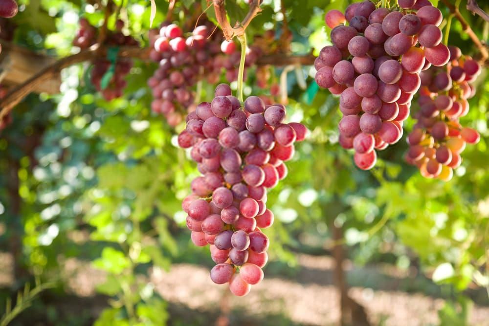 Fruiting Vines  Planting Justice