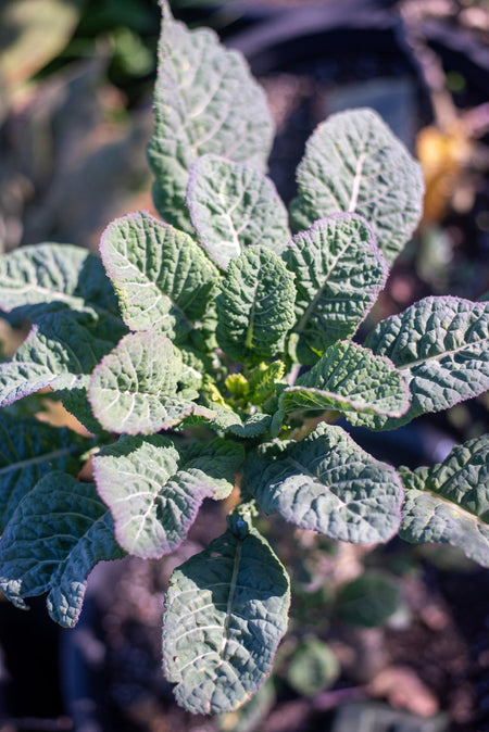 Perennial Vegetables