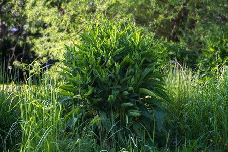 Shrubs & Groundcovers