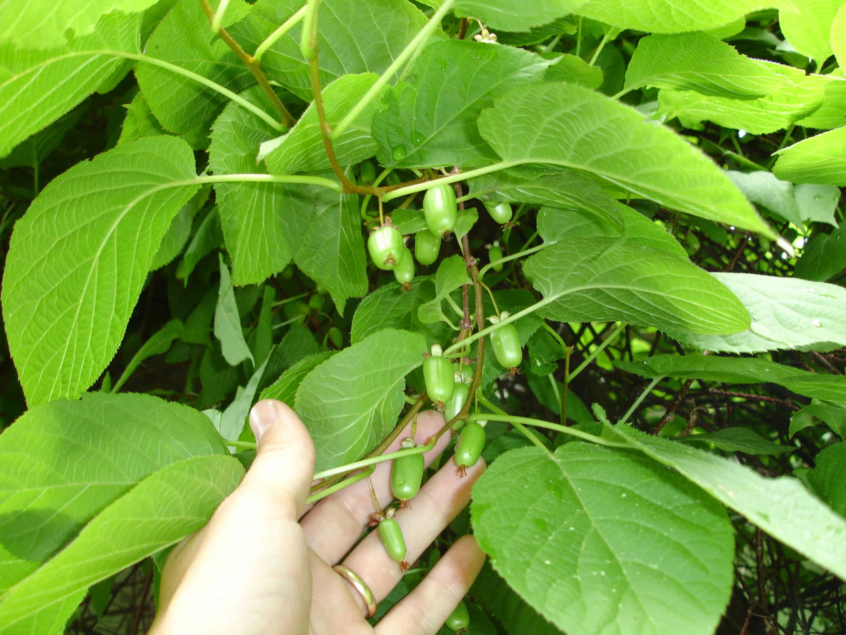 Arctic Beauty Kiwis – Planting Justice