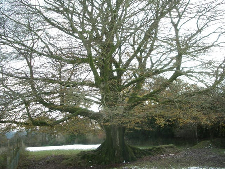 Beech