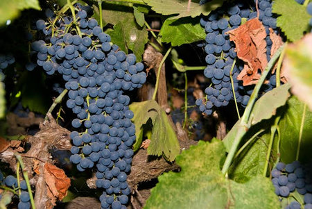 Fruiting and Flowering Vines