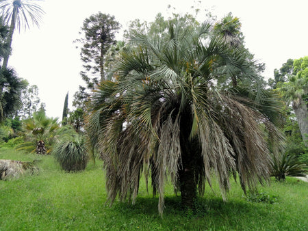 Palm Trees