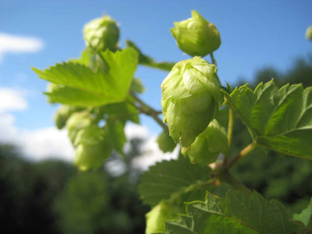 Hops
