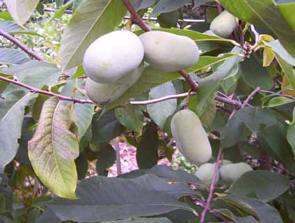 Pawpaws (Asimina Triloba)
