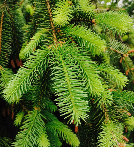 Conifers