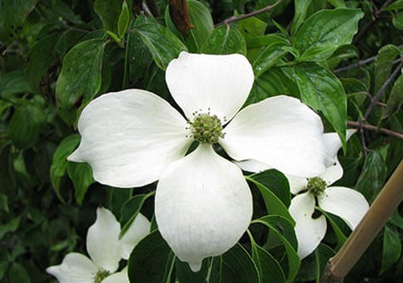 Dogwoods and Cornelian Cherry