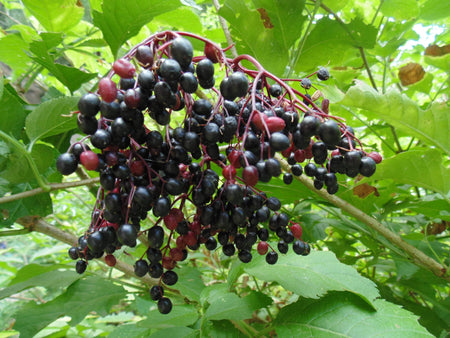 European Elderberries (Sambucus nigra)