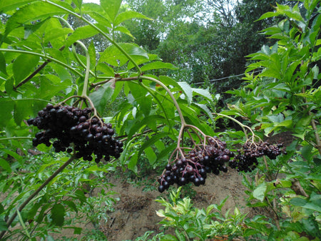 American Elderberries (Sambucus canadensis)