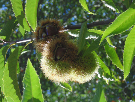 Chestnuts