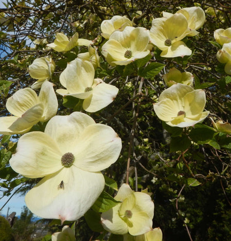 Native Trees & Shrubs