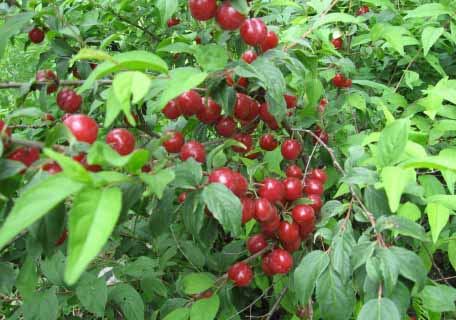 Bush Cherries – Planting Justice