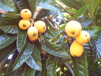 Loquats