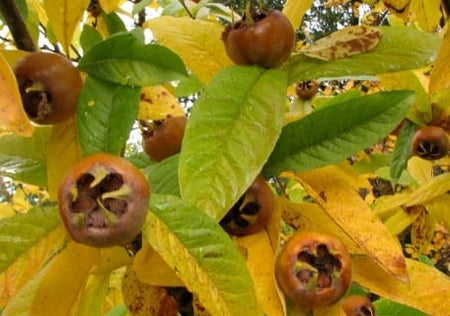 Medlar Trees (Mespilus germanica)