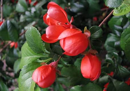 Flowering Quinces