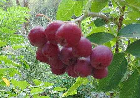 Mountain Ash (Sorbus species)