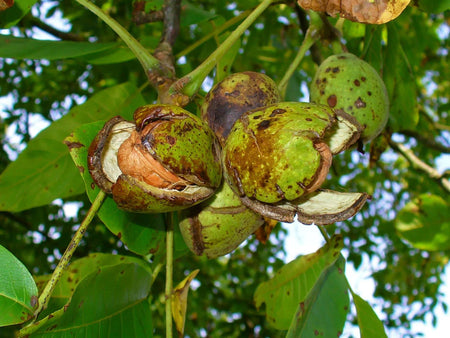 Walnut (Juglans spp.)