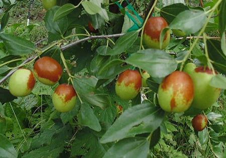 Jujubes (Ziziphus jujuba)
