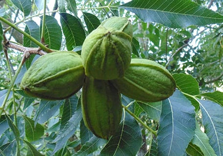 Pecans (Carya illinoensis)