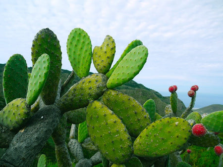 Prickly Pear