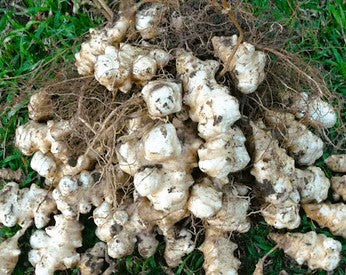 Food Forest Tubers