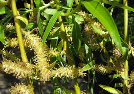 Willows