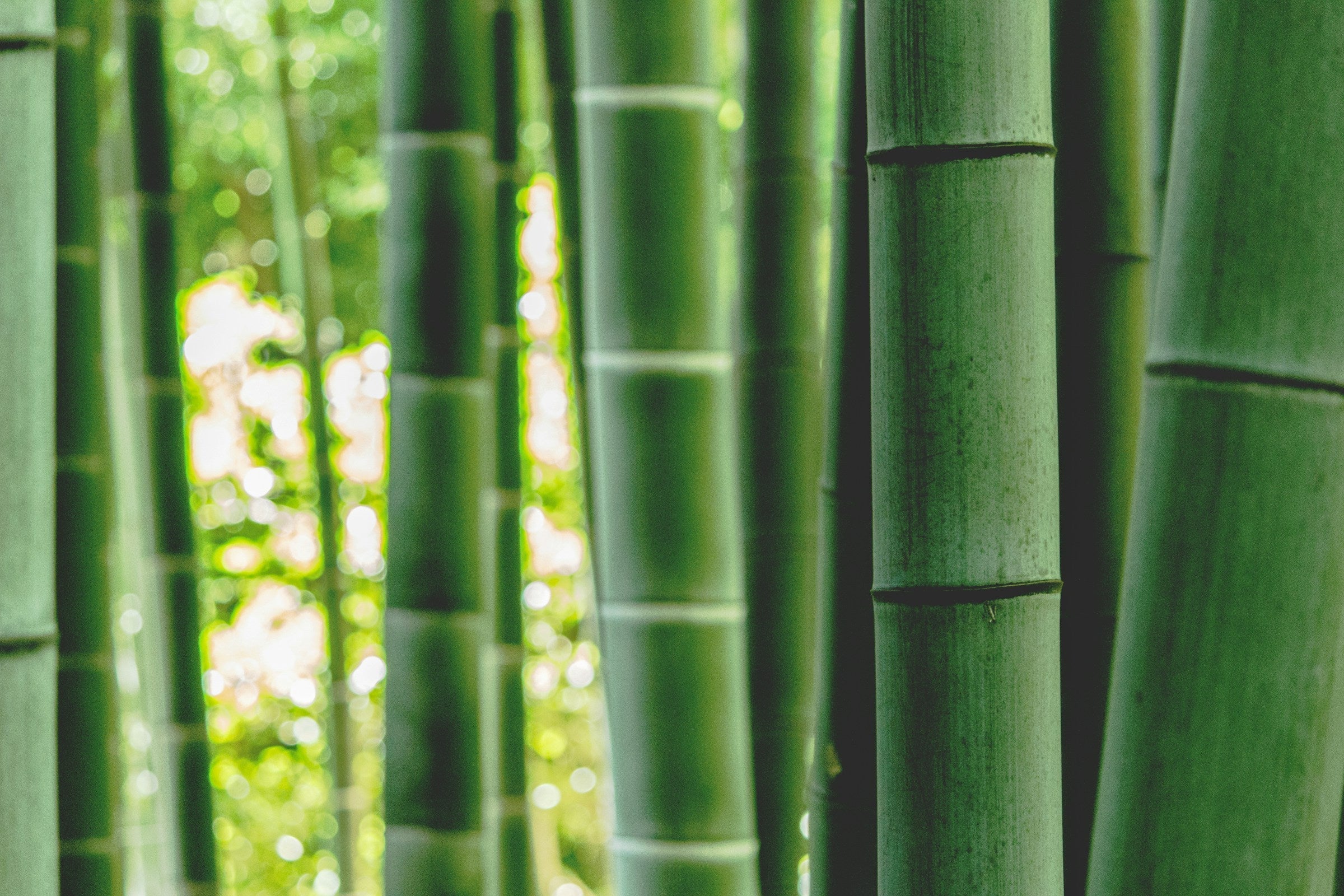 Bamboo – Planting Justice