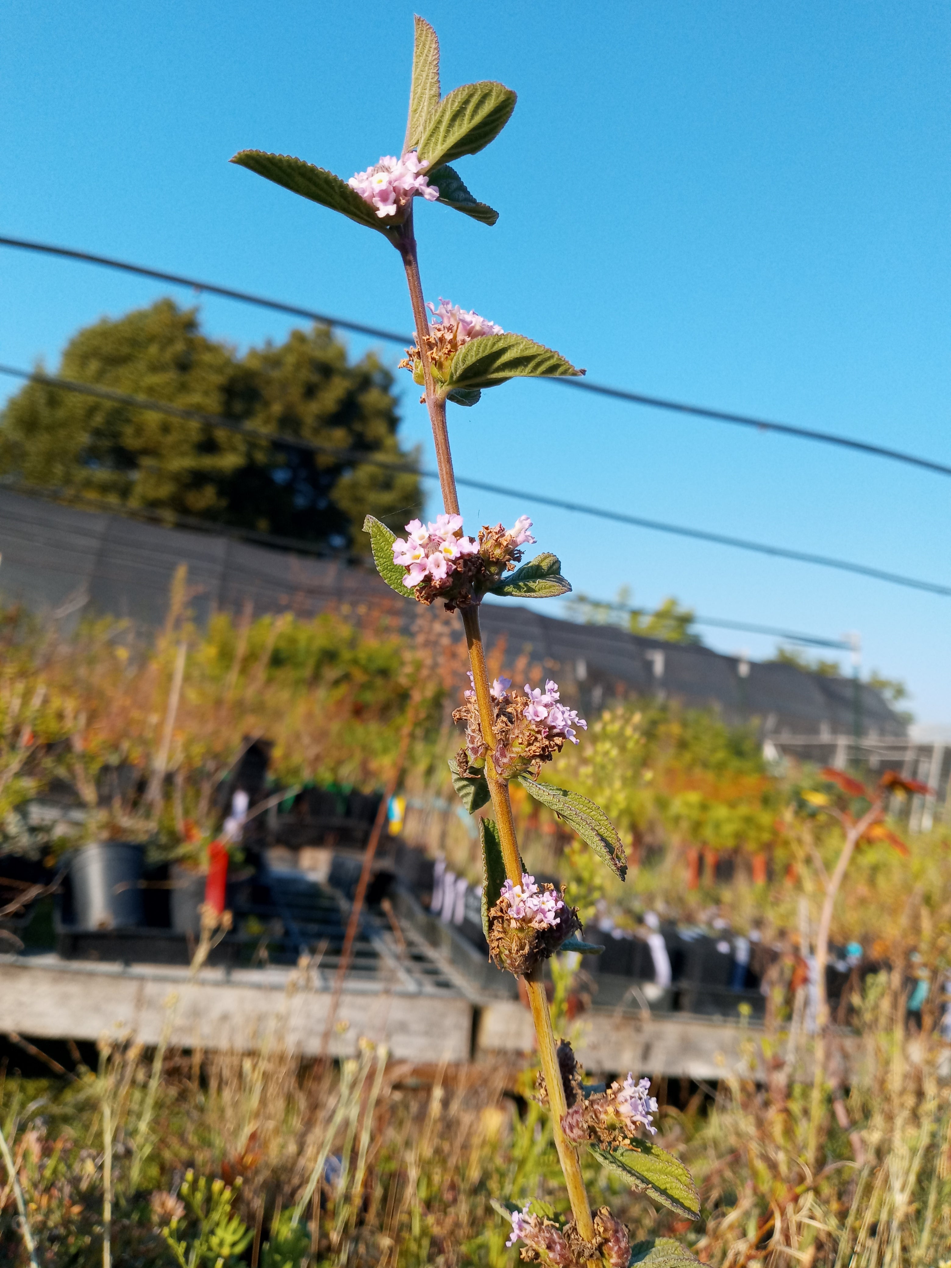 Pitiona Oaxaca Lemon Verbena (Lippia Alba) – Planting Justice