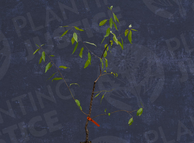 Load image into Gallery viewer, All-In-One Almond (Prunus Dulcis)