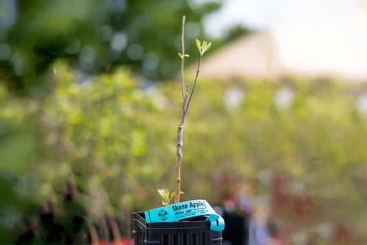 Akane Apple (Malus domestica) (Tokyo Rose)