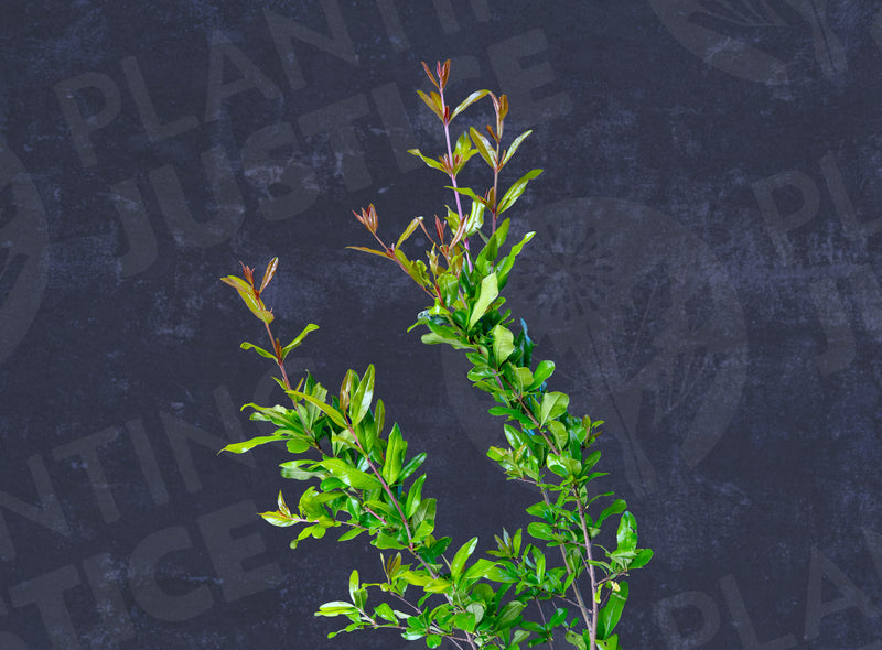 Load image into Gallery viewer, Al-Sirin-Nar Pomegranate (Punica Granatum)