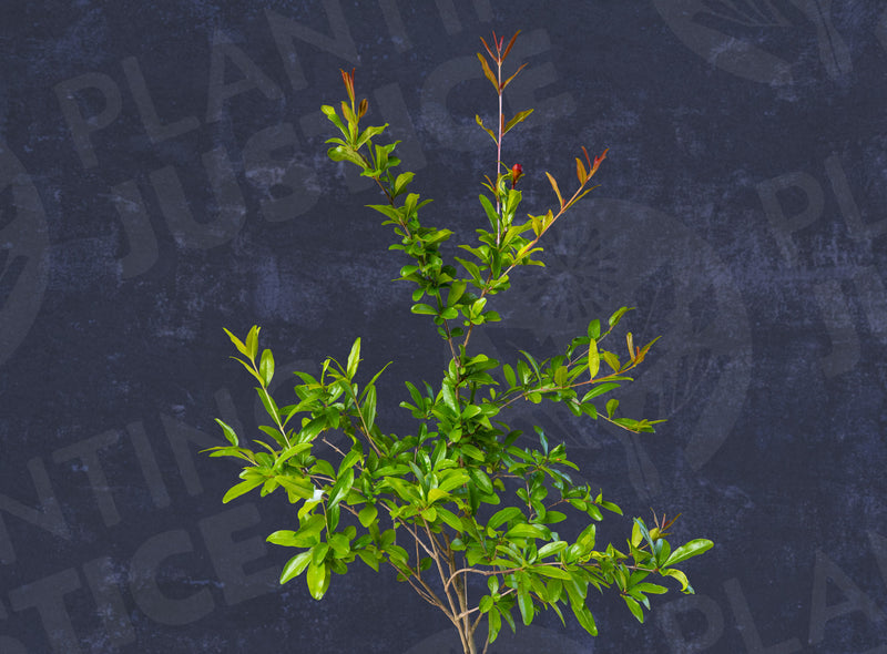 Load image into Gallery viewer, Alk Pust Ghermez Saveh Pomegranate (Saveh Red Pomegranate)