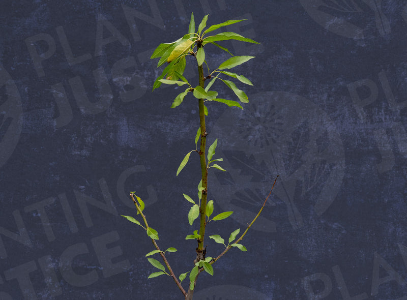 Load image into Gallery viewer, Seaside™ Almond