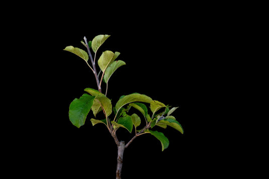 Amere de Berthcourt Cider Apple