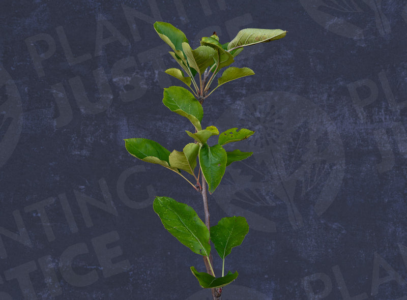 Load image into Gallery viewer, Arkansas Black Apple
