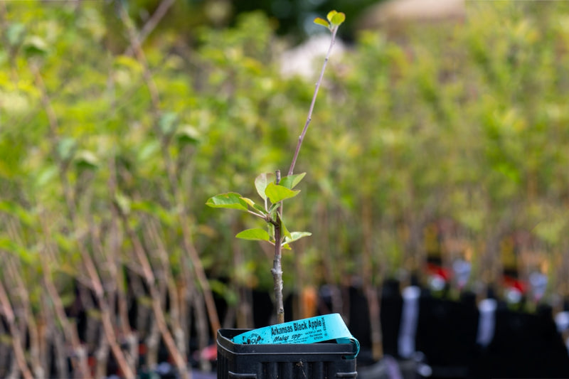 Load image into Gallery viewer, Arkansas Black Apple