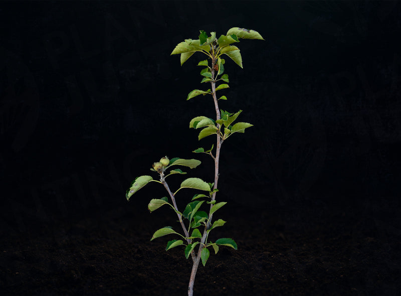 Load image into Gallery viewer, Ashmead's Kernel Apple