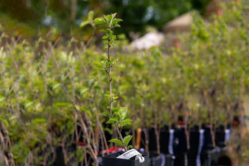 Load image into Gallery viewer, Ashmead's Kernel Apple