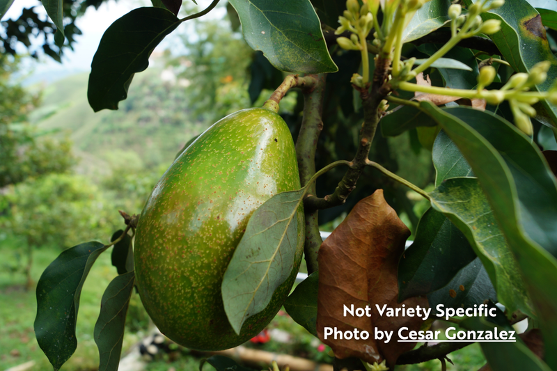 Load image into Gallery viewer, Lula Avocado