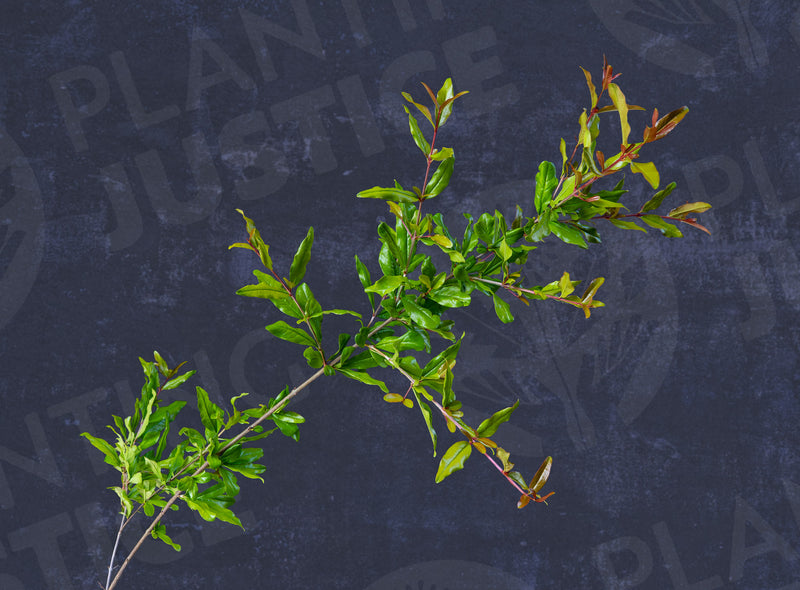 Load image into Gallery viewer, Azadi Pomegranate