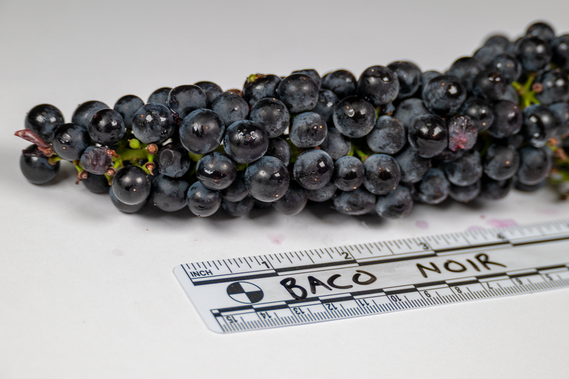 Load image into Gallery viewer, Baco Noir Grape