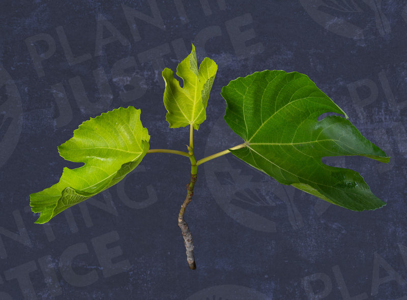 Load image into Gallery viewer, Black Mission Fig