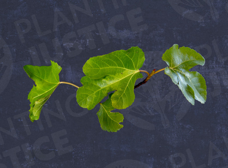 Load image into Gallery viewer, Bourjassotte Noire Fig